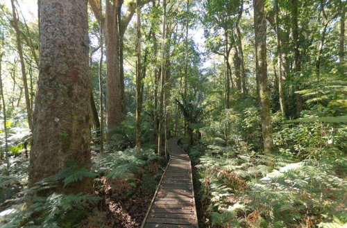 Trounson Kauri Park